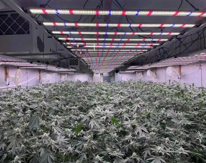 LED Grow lights LED Grow lights